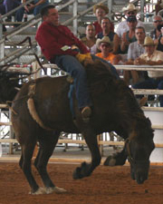 MensBroncRiding01.jpg